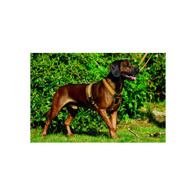 Postroj pre psa na dohladávku FOLLOW