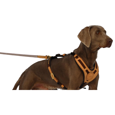 NIggeloh postroj pre psa MANTRAILING